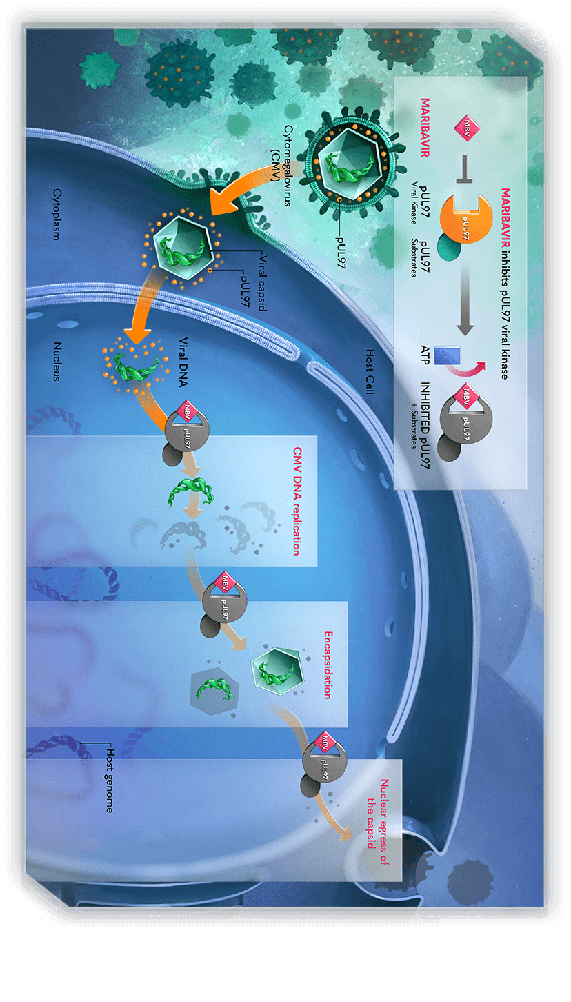 Livtencity (maribavir) mechanism of action