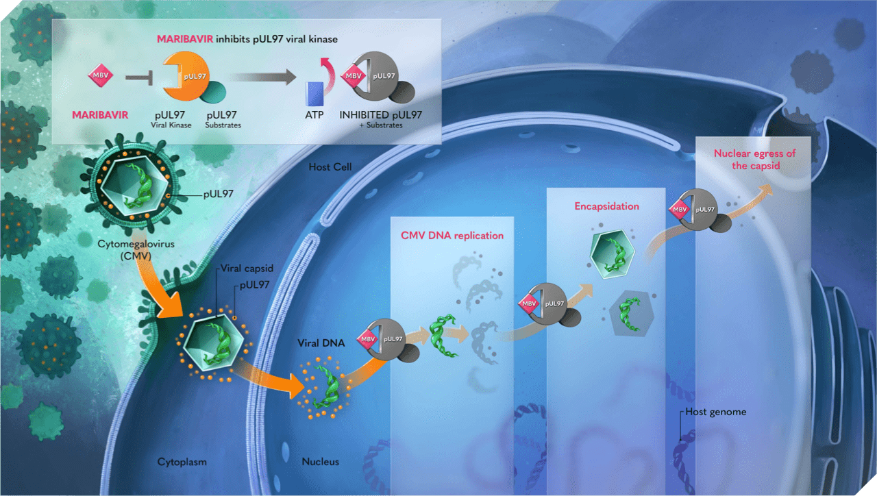 Livtencity (maribavir) mechanism of action